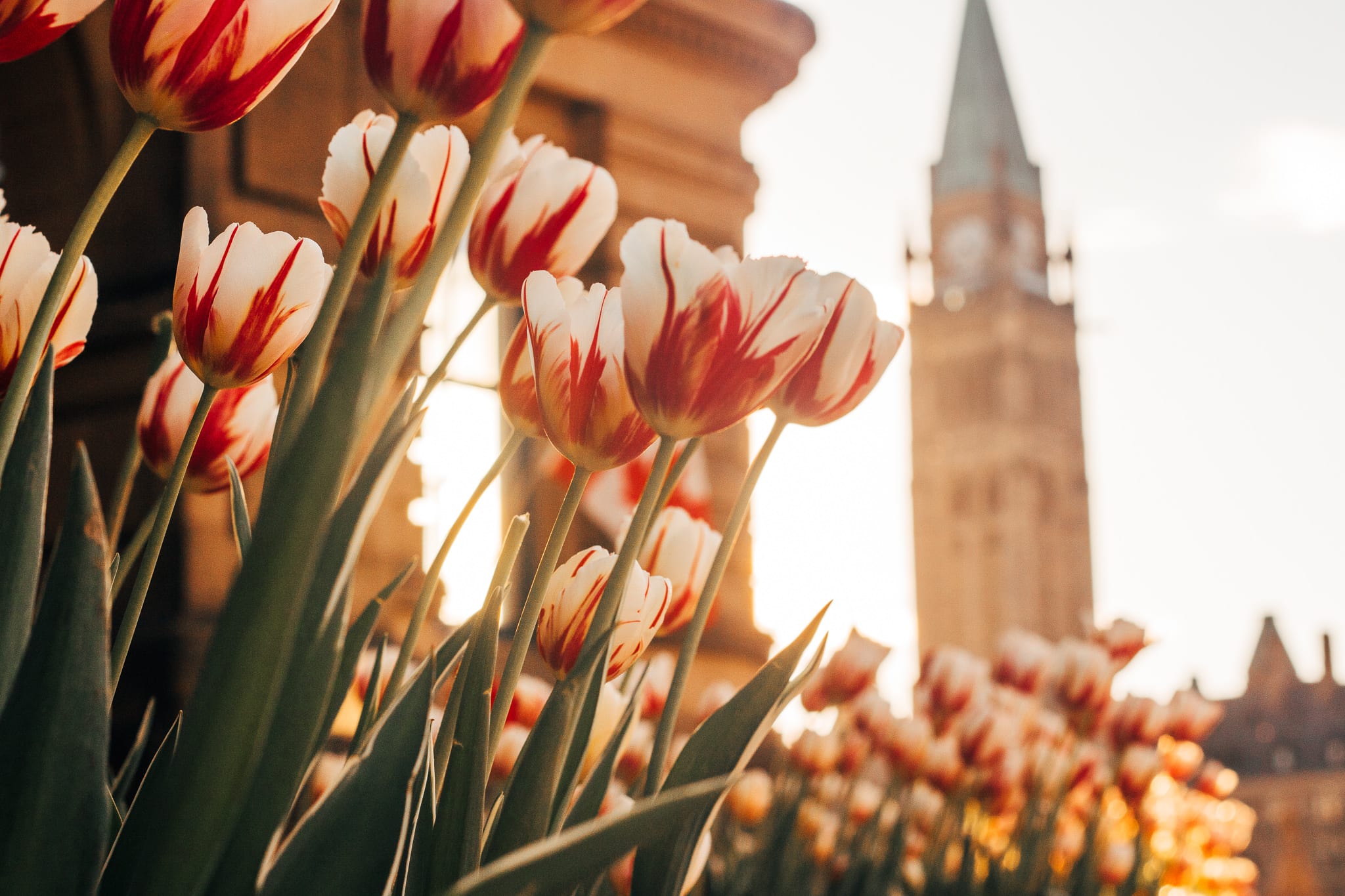 Best Spots To See The Tulips in Ottawa Little Miss Ottawa