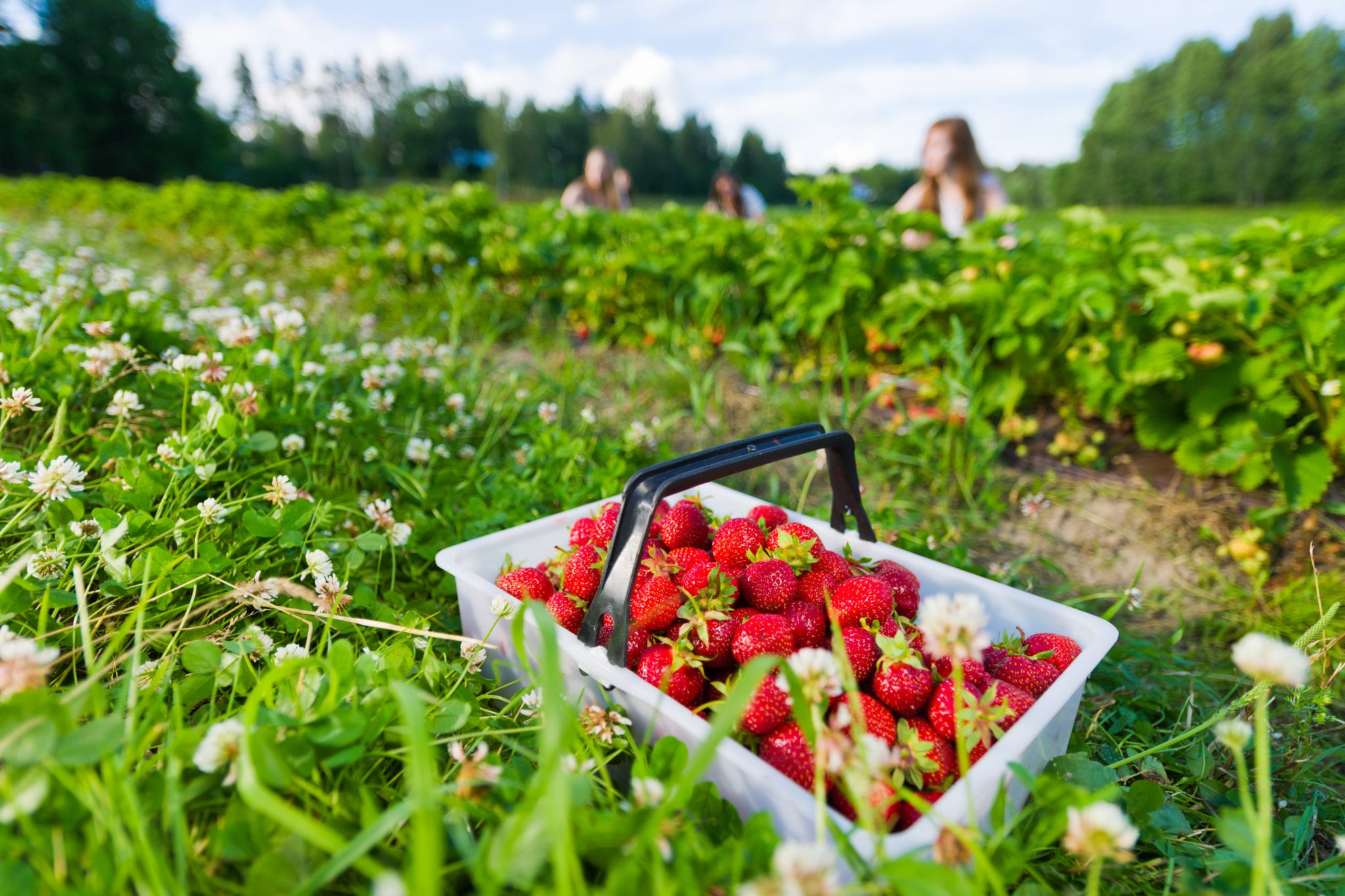 Where To Go Berry Picking In Ottawa Little Miss Ottawa